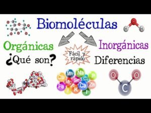 Describe La Funcion De Biomoleculas Esenciales Para La Vida