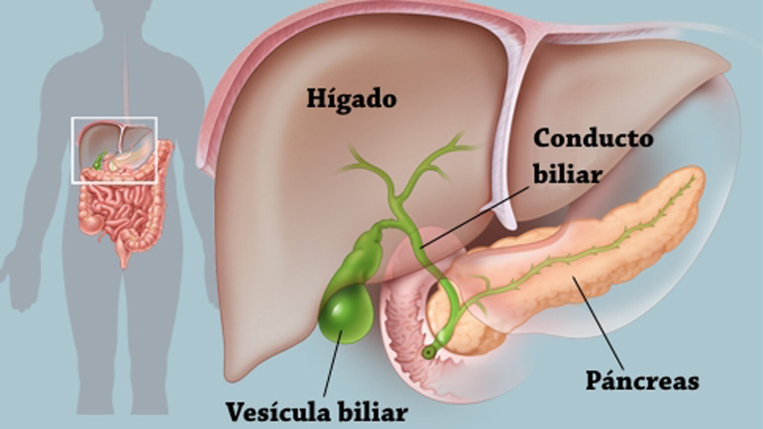 Para Que Sirve La Vesicula Biliar En El Sistema Digestivo