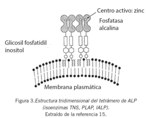 A Que Grupo General De Enzimas Corresponde La Fosfatasa Alcalina