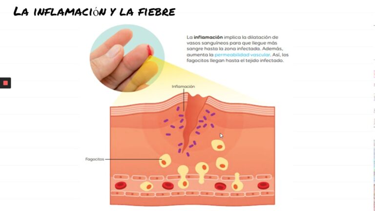 Cual Es La Primera Barrera De Defensa Del Cuerpo Humano