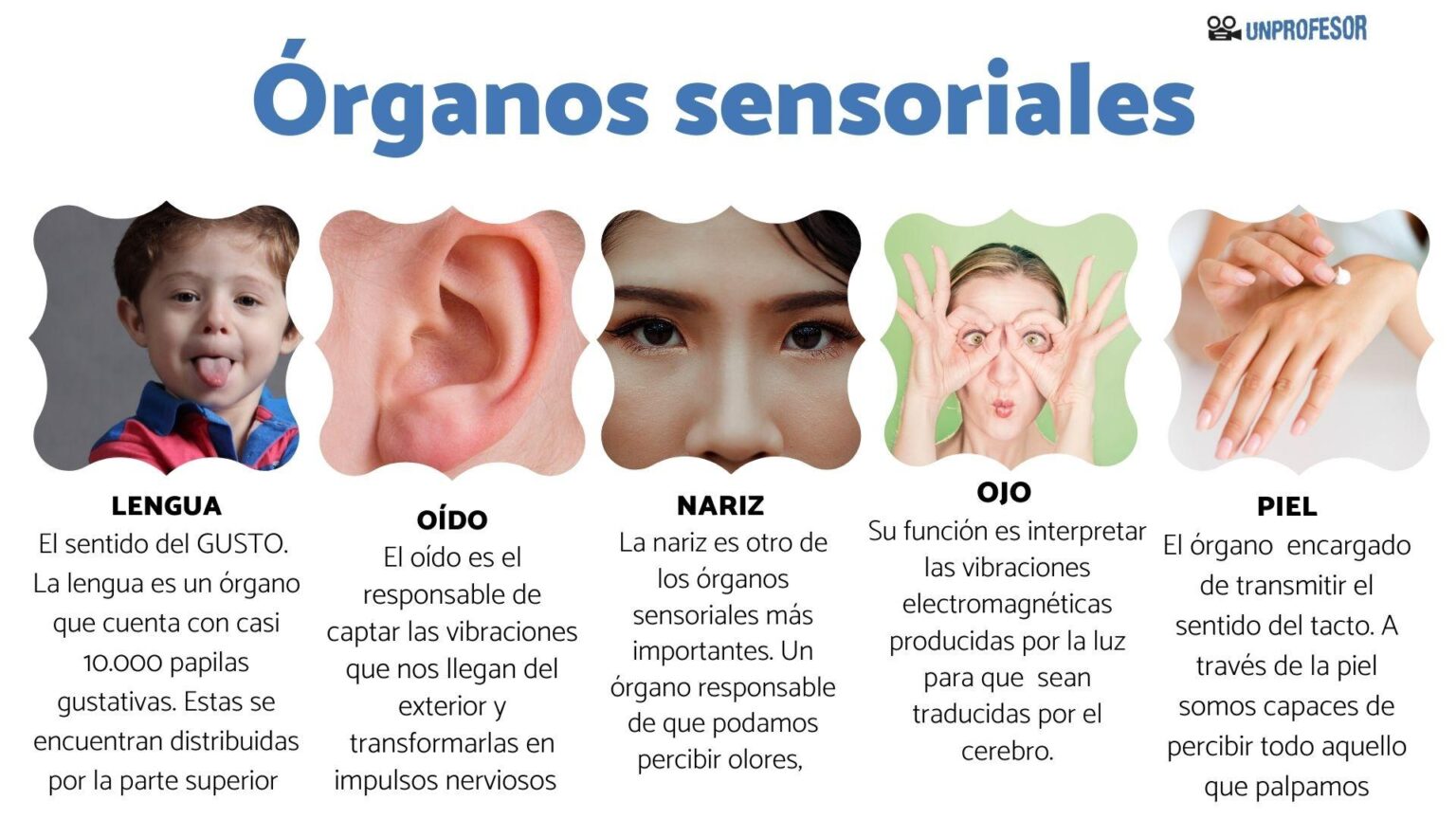 Cuales Son Los Organos De Los Sentidos Y Su Funcion 4002