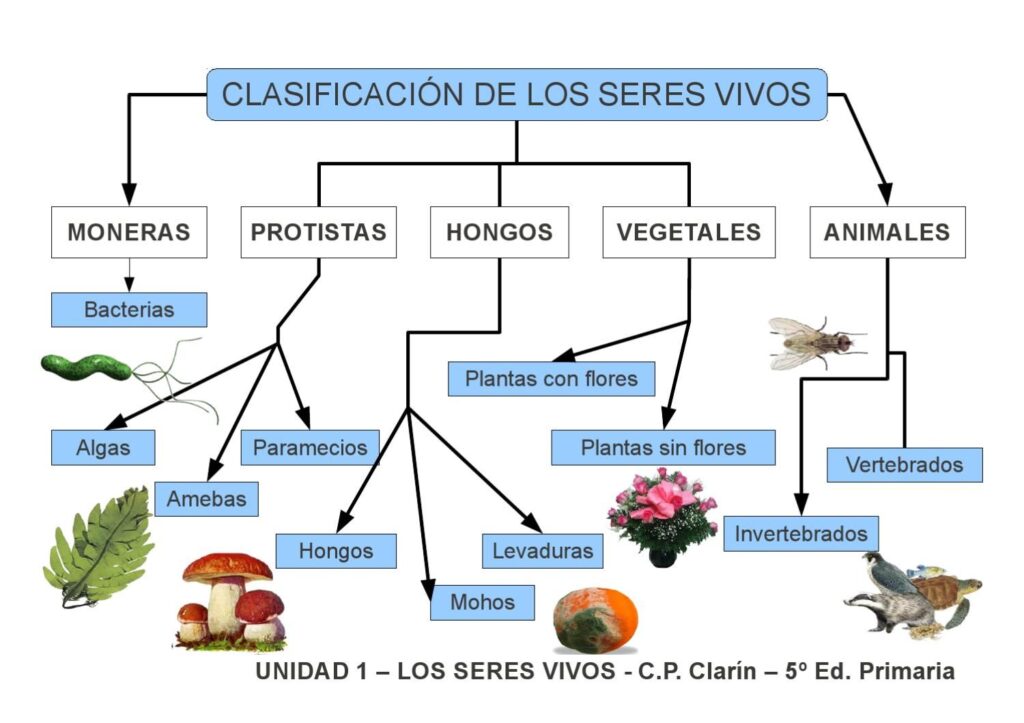 Mapa Conceptual De Los Reinos De Los Seres Vivos