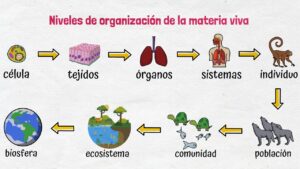 Niveles De Organizacion De La Materia Y Los Seres Vivos