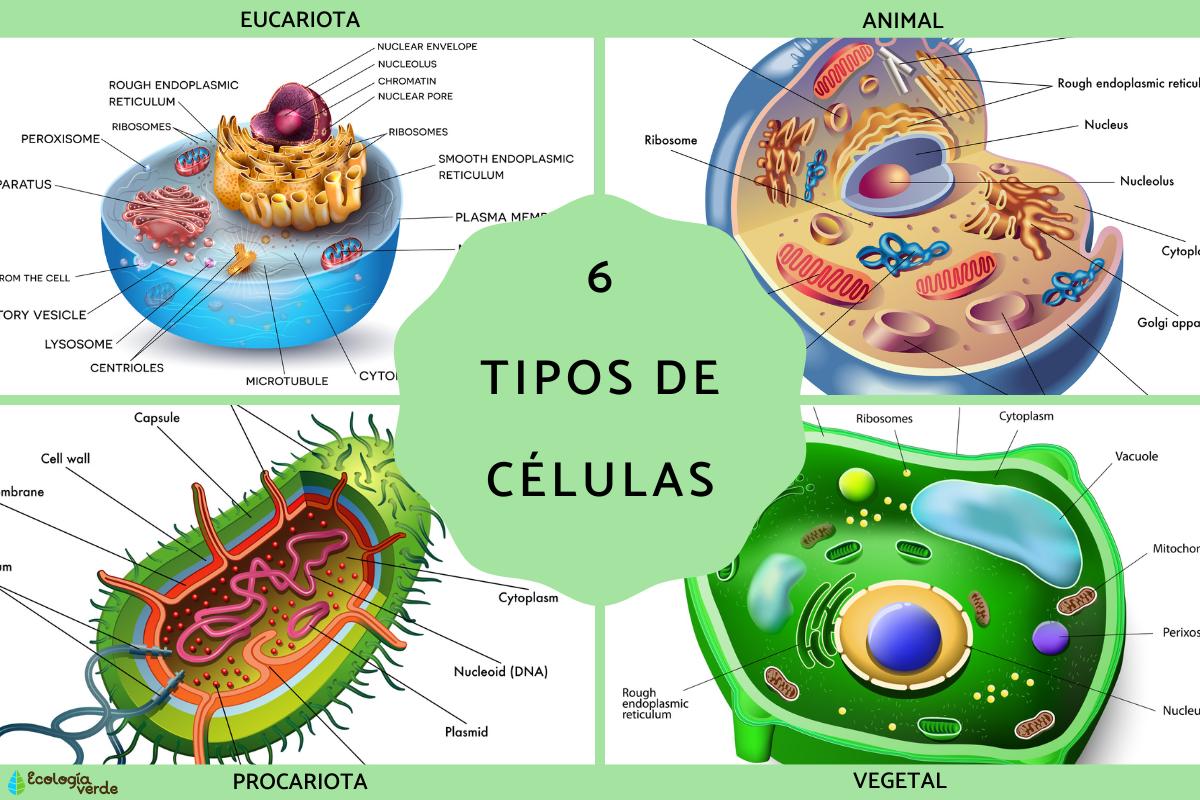 Que Tipos De Celulas Hay Y En Que Se Diferencian 