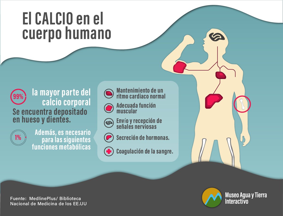 Exceso De Calcio En El Cuerpo Humano 5701