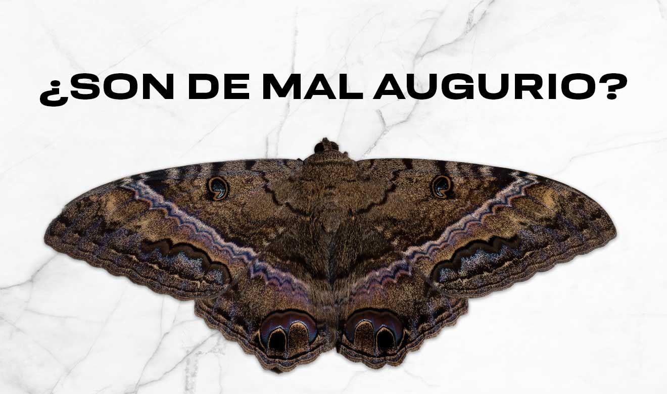 Que significa que llegue una mariposa negra a tu casa